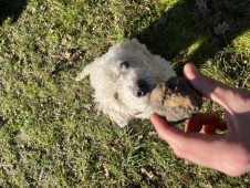 Esperienza tra Natura, Caccia al Tartufo e Degustazione di Vini: Tour Guidato di 3 Ore e Mezza