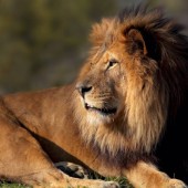 Visite du Parc Zoologique de Paris - 1 Enfant (3-12ans)
