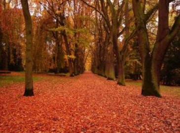 Wat te doen deze herfst?