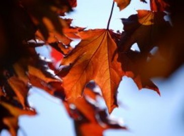 Doe eens wat anders deze herfst!